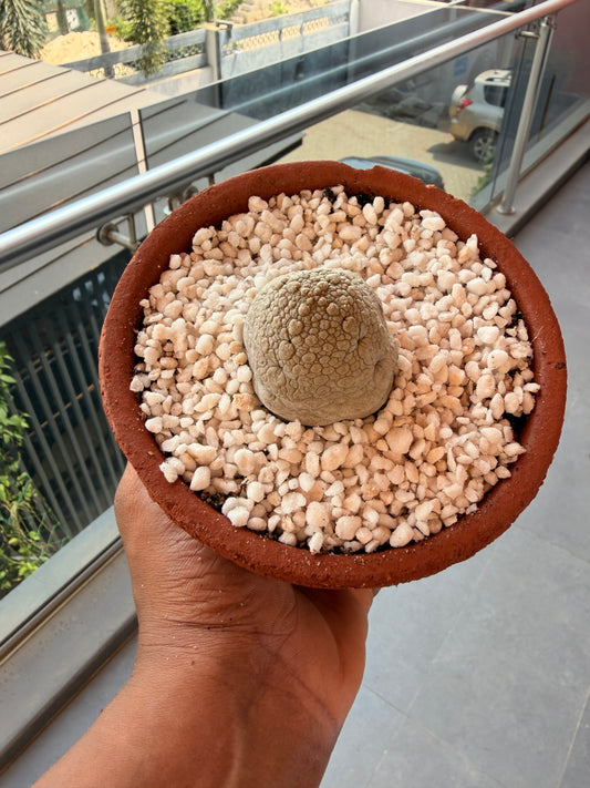 Pseudolithos miguirtinus