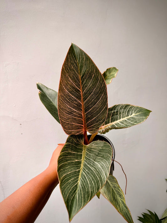 Philodendron Pink Birkin