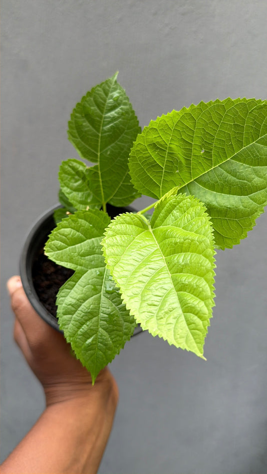 Mulberry Sapling