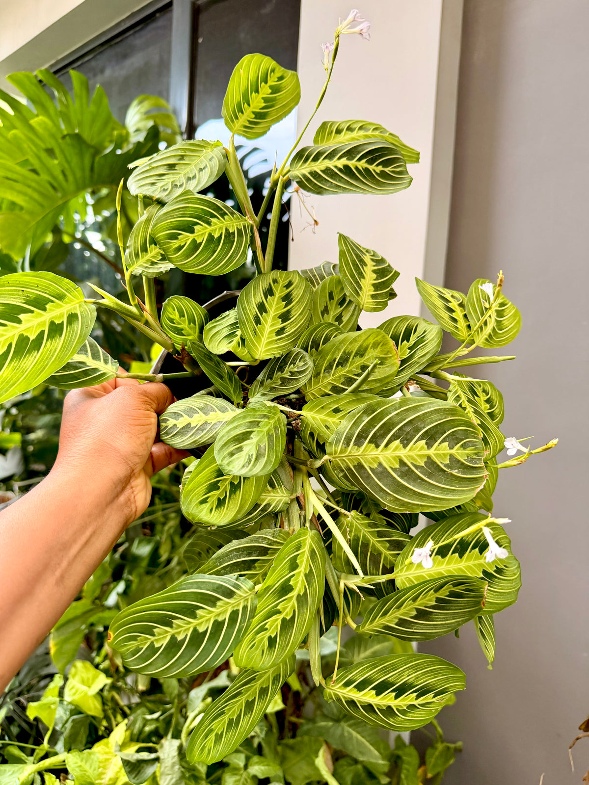 Maranta