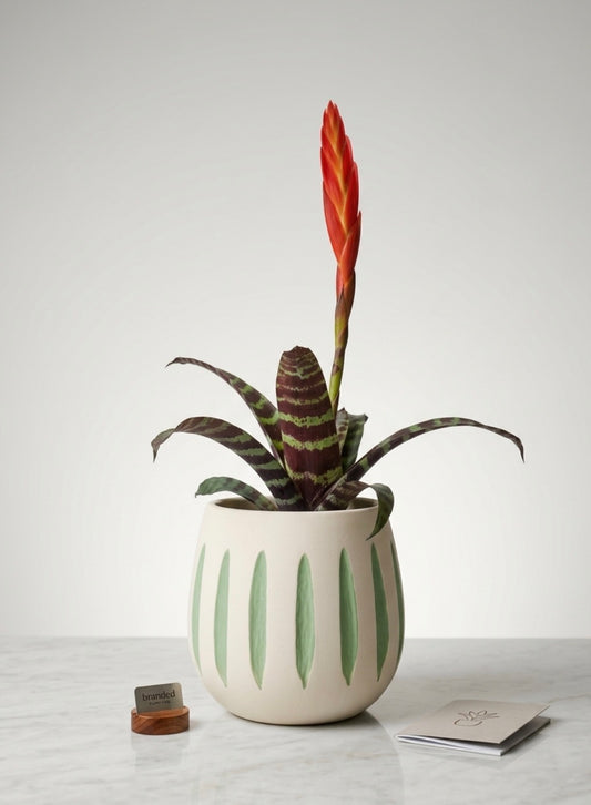 Vriesea Era in a Cache pot