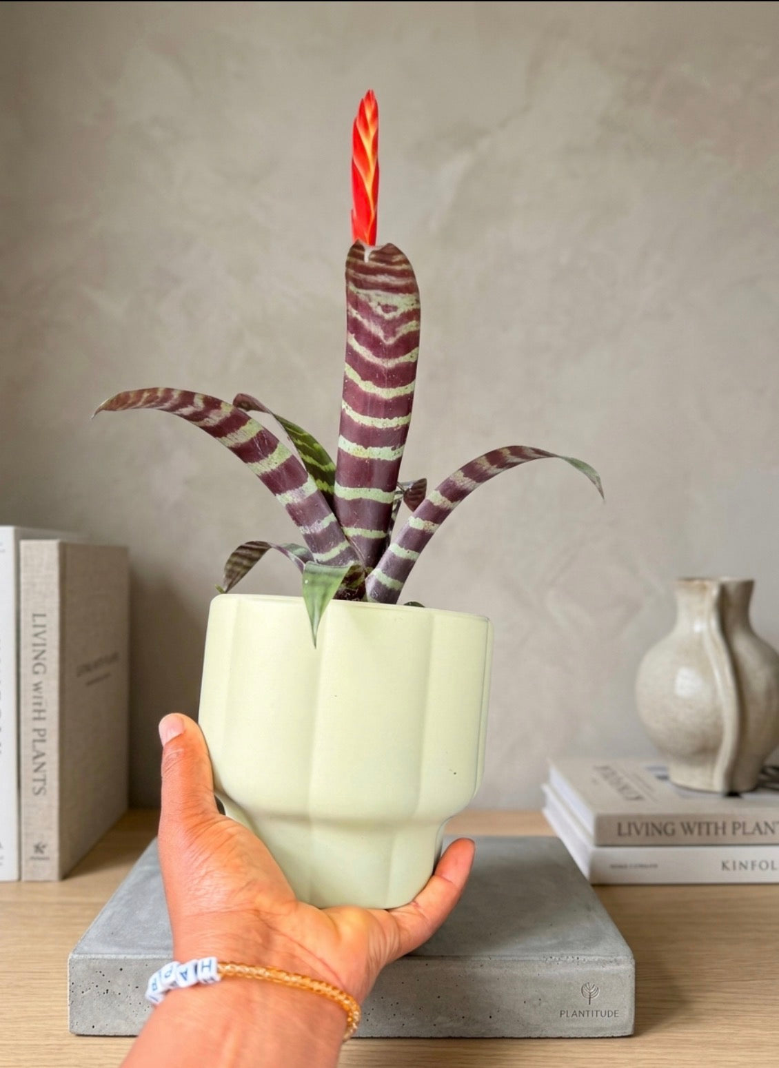 Vriesea Era in a Cache pot