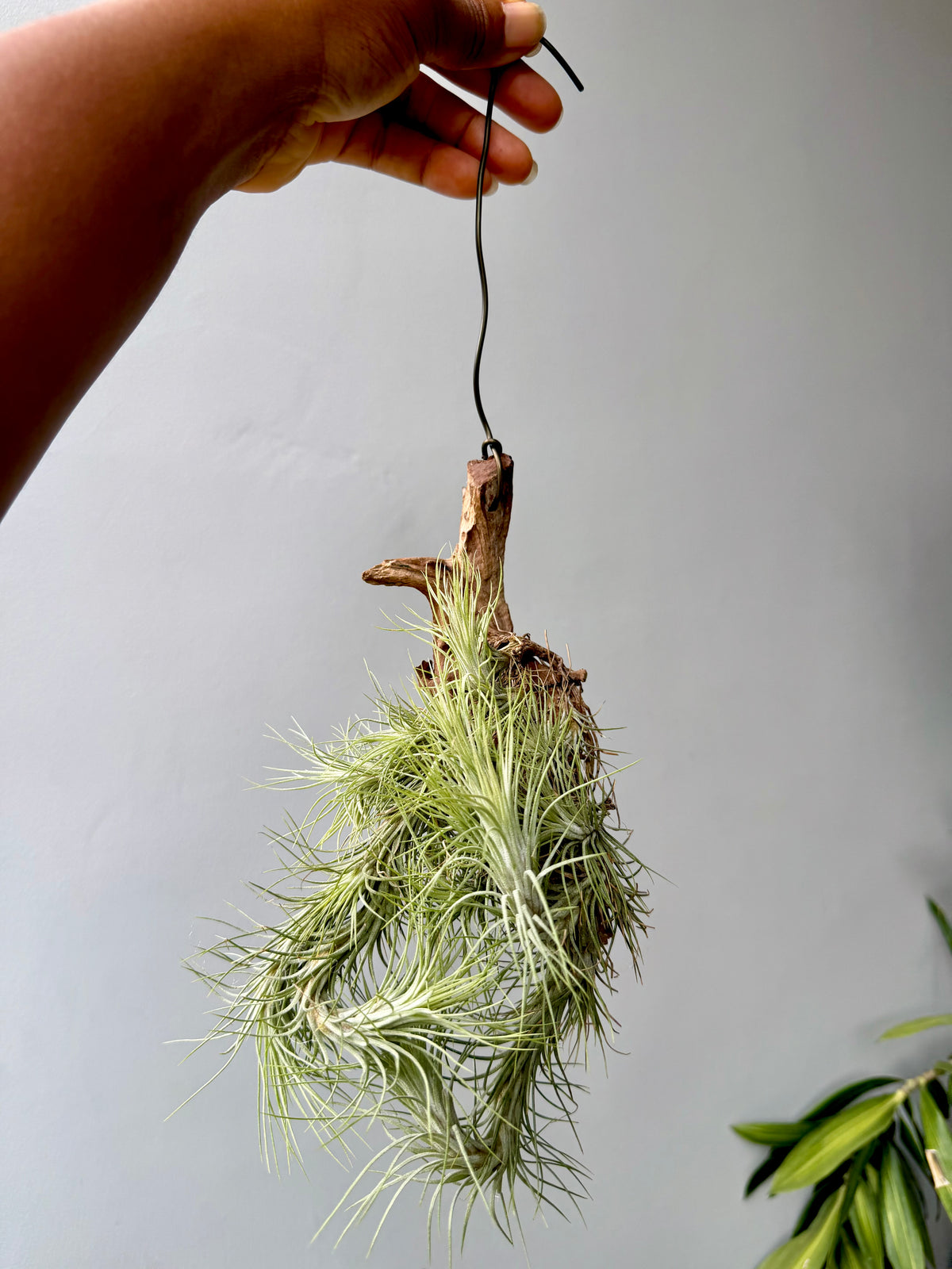 Tillandsia Funckiana cluster
