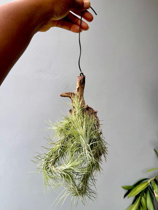 Tillandsia Funckiana cluster