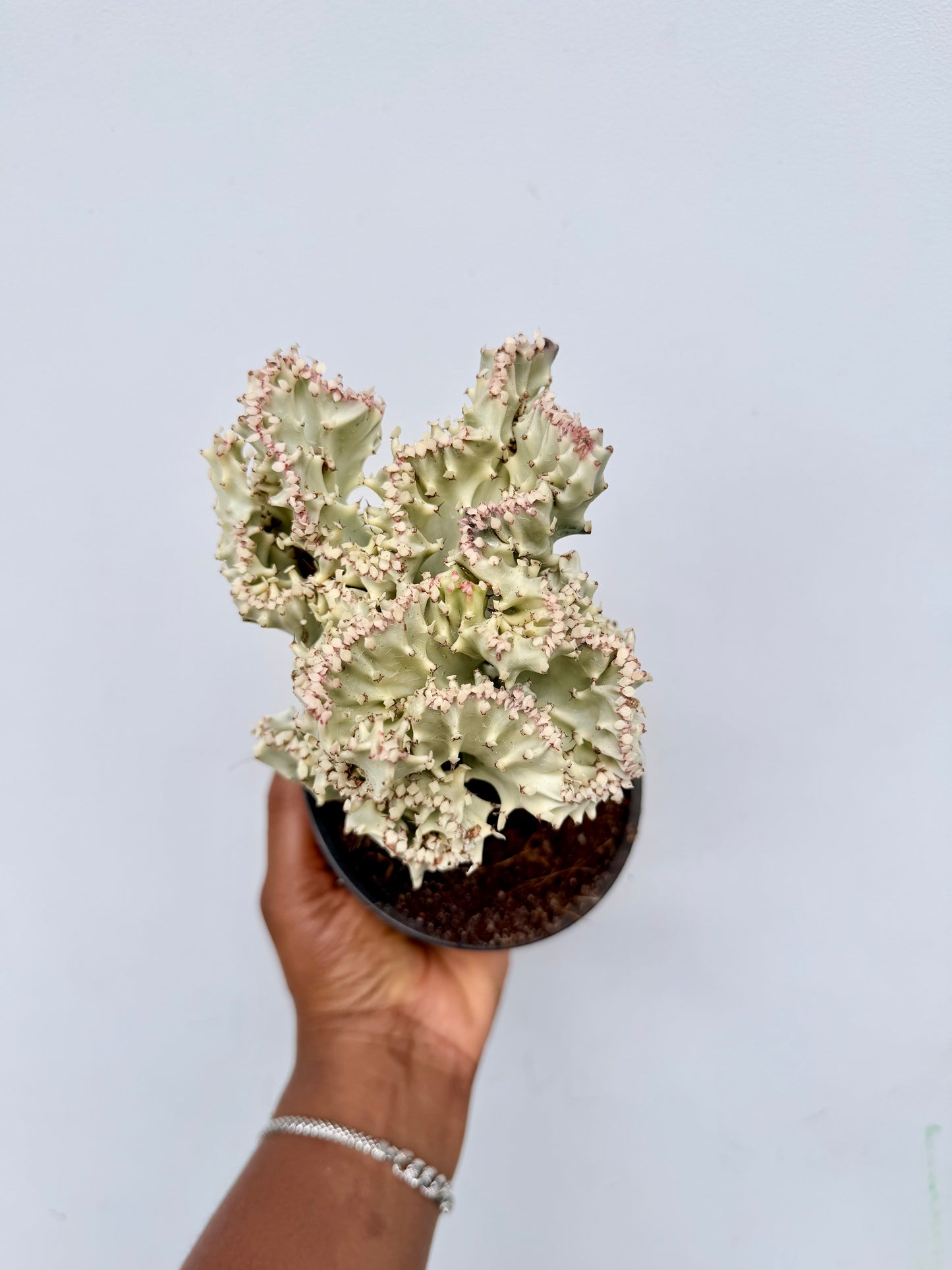 Euphorbia lactea cristata