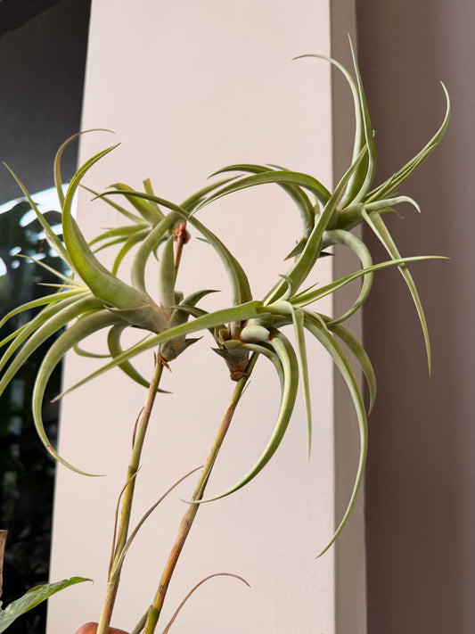 Tillandsia flexuosa (Viviparous Form)
