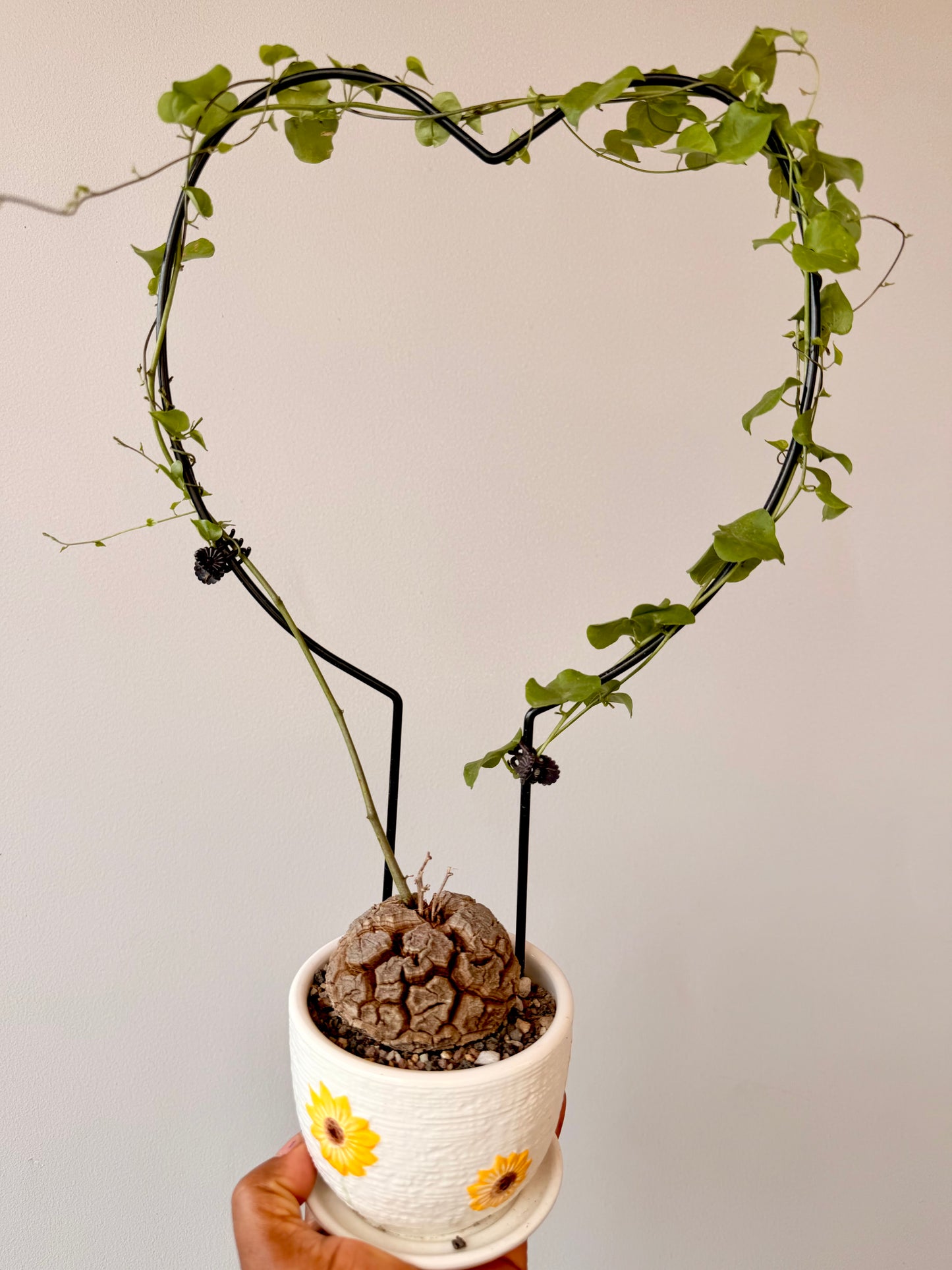Dioscorea elephantipes(the Elephant’s Foot Plant)