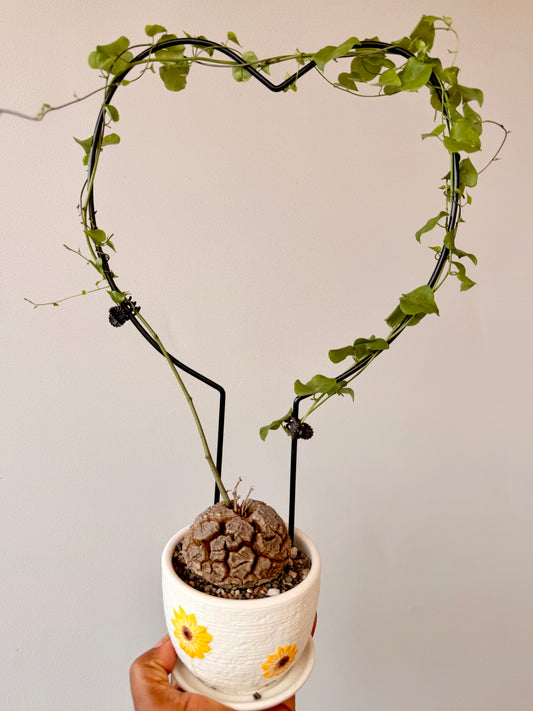 Dioscorea elephantipes(the Elephant’s Foot Plant)