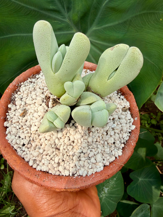 Cheiridopsis pillansii(Lobster Claw)