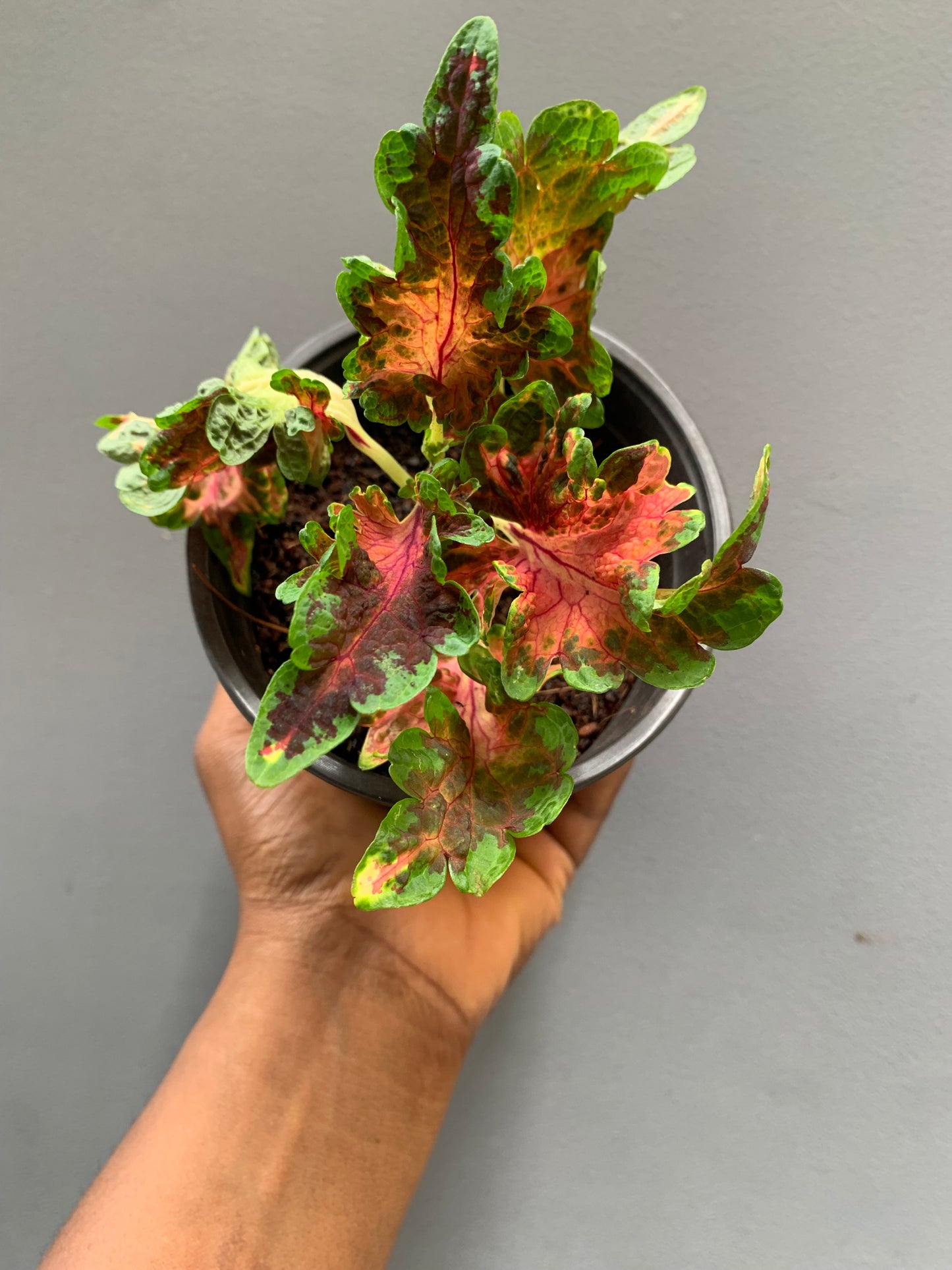 Coleus