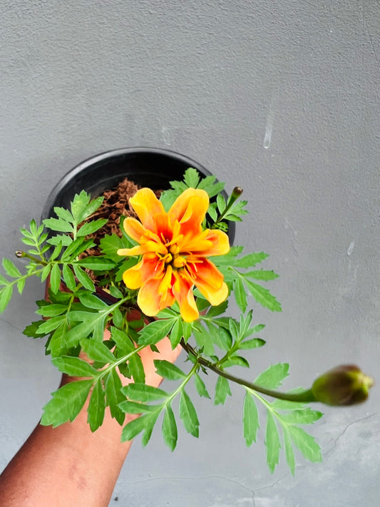 Marigold Seedling(strawberry blonde)