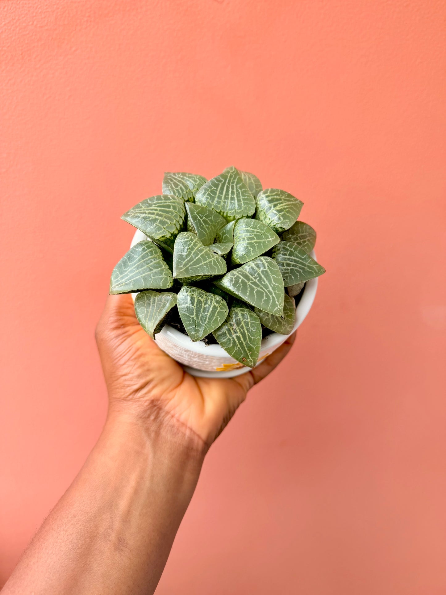 Rare Haworthia Comptoniana Crystal