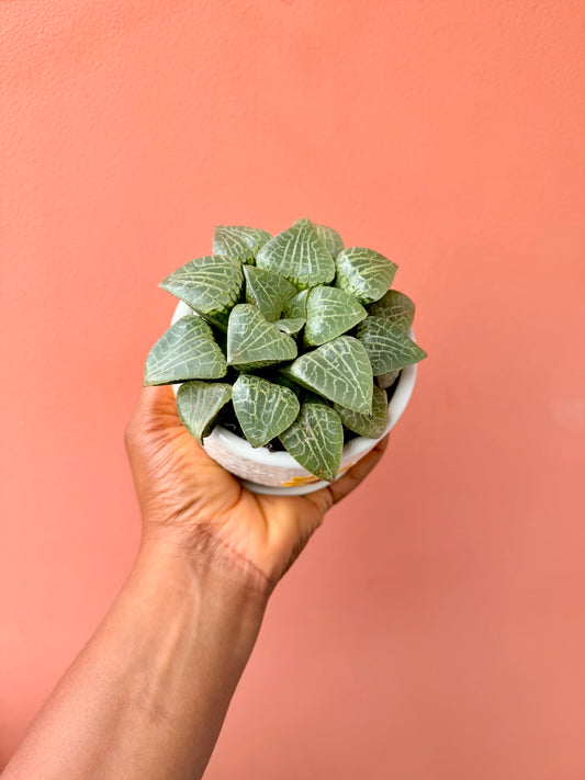 Rare Haworthia Comptoniana Crystal