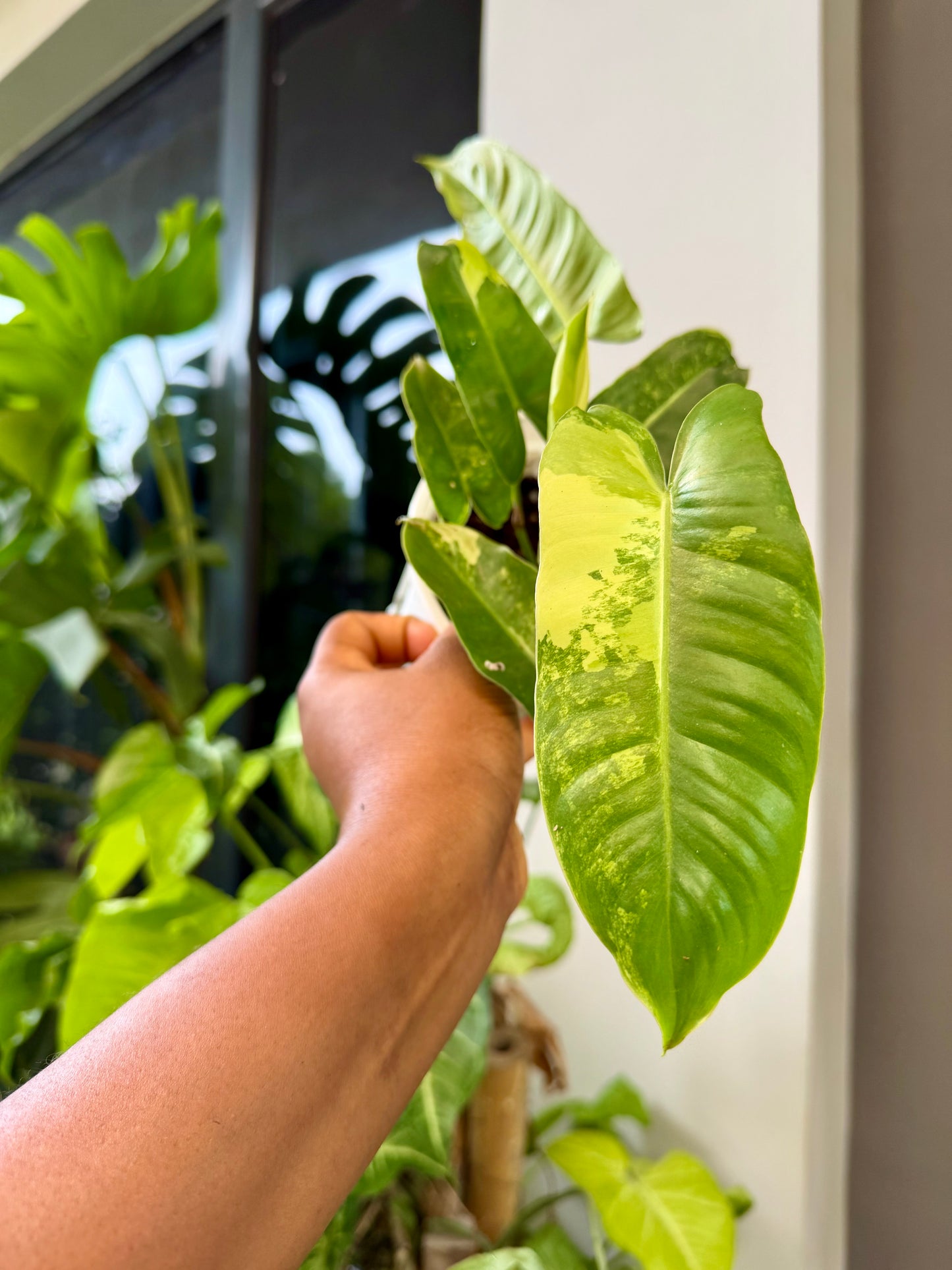 Philodendron burle marxii flame