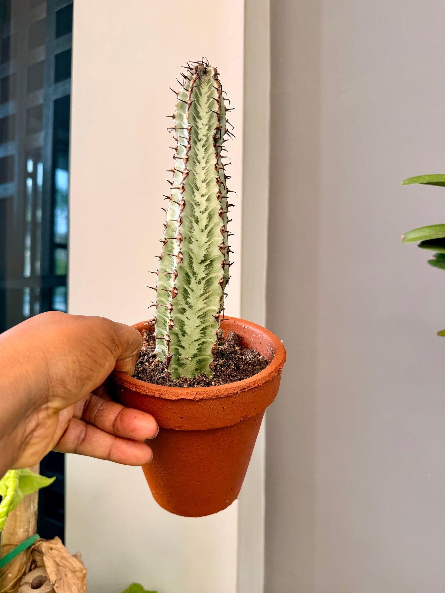 Euphorbia confinalis