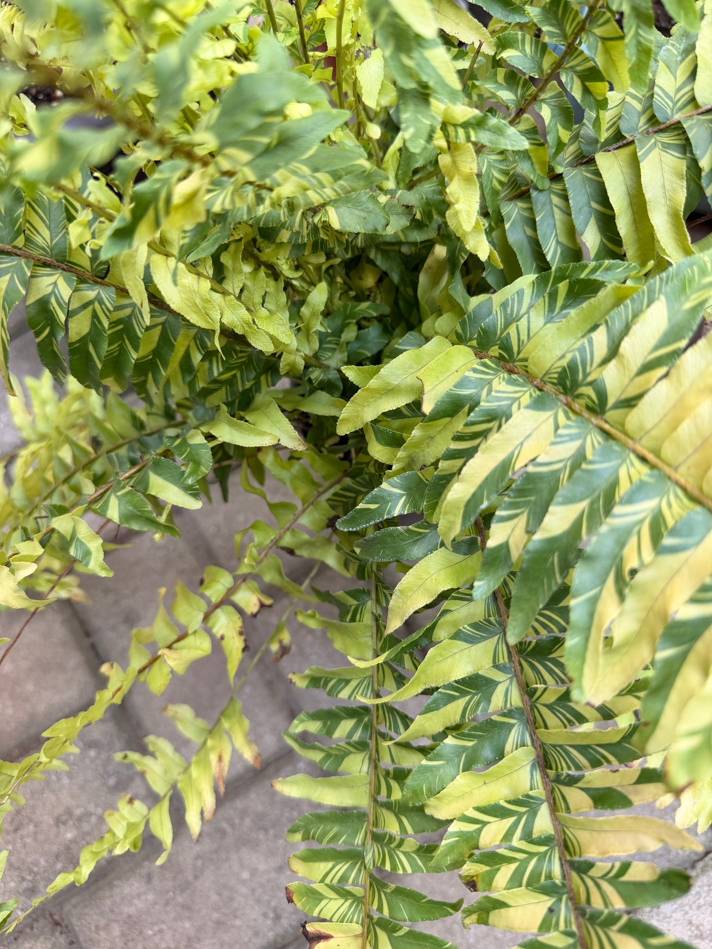 Nephrolepis exaltata variegata ‘Tiger’