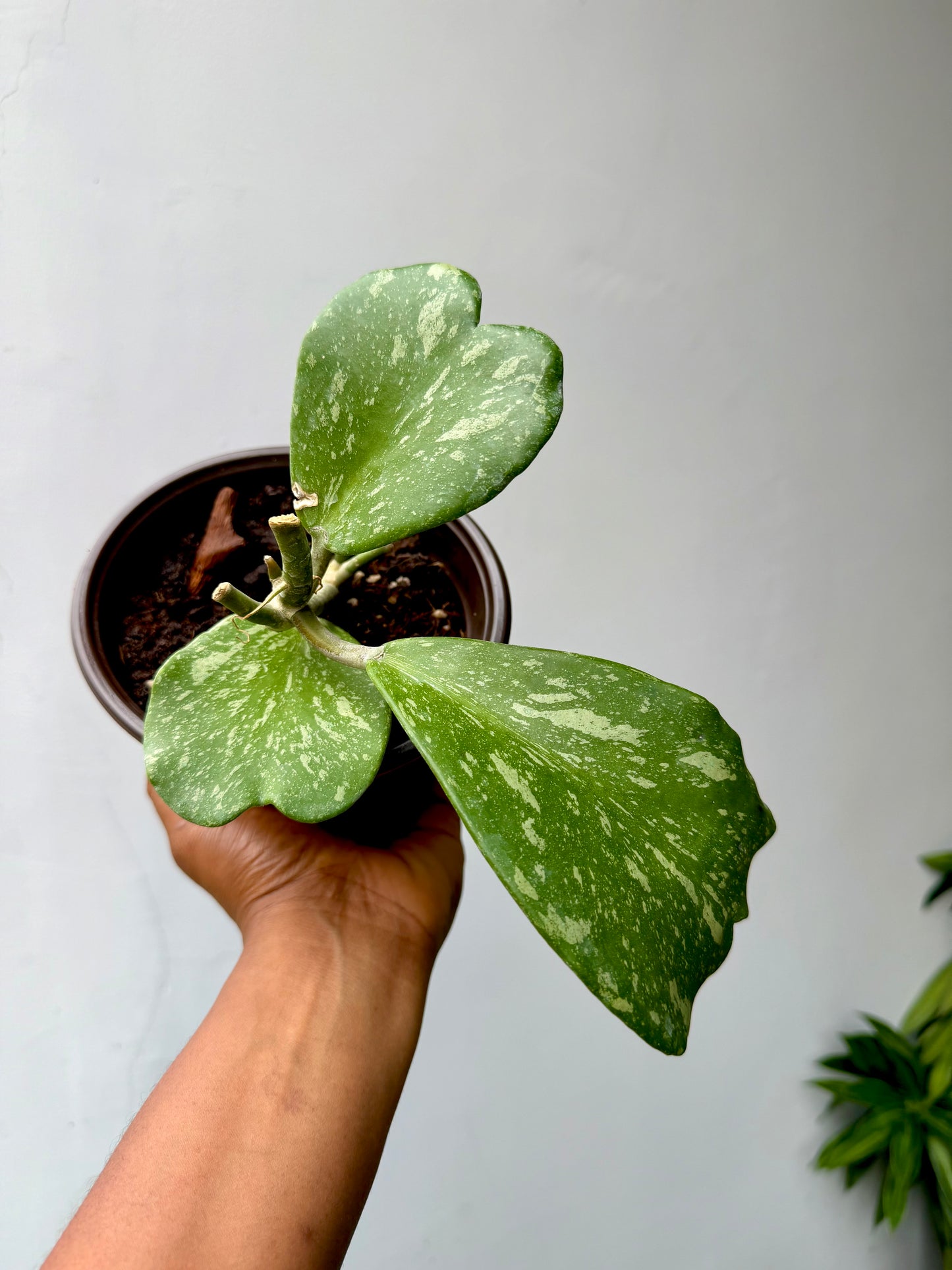 Hoya Kerrii Splash