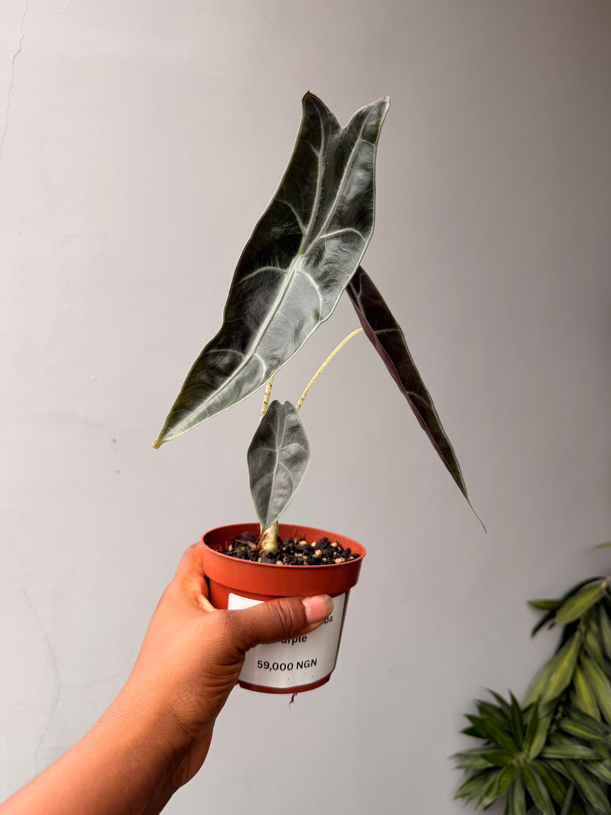 Alocasia Longiloba purple