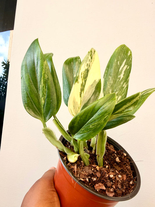 Monstera standleyana albo variegata