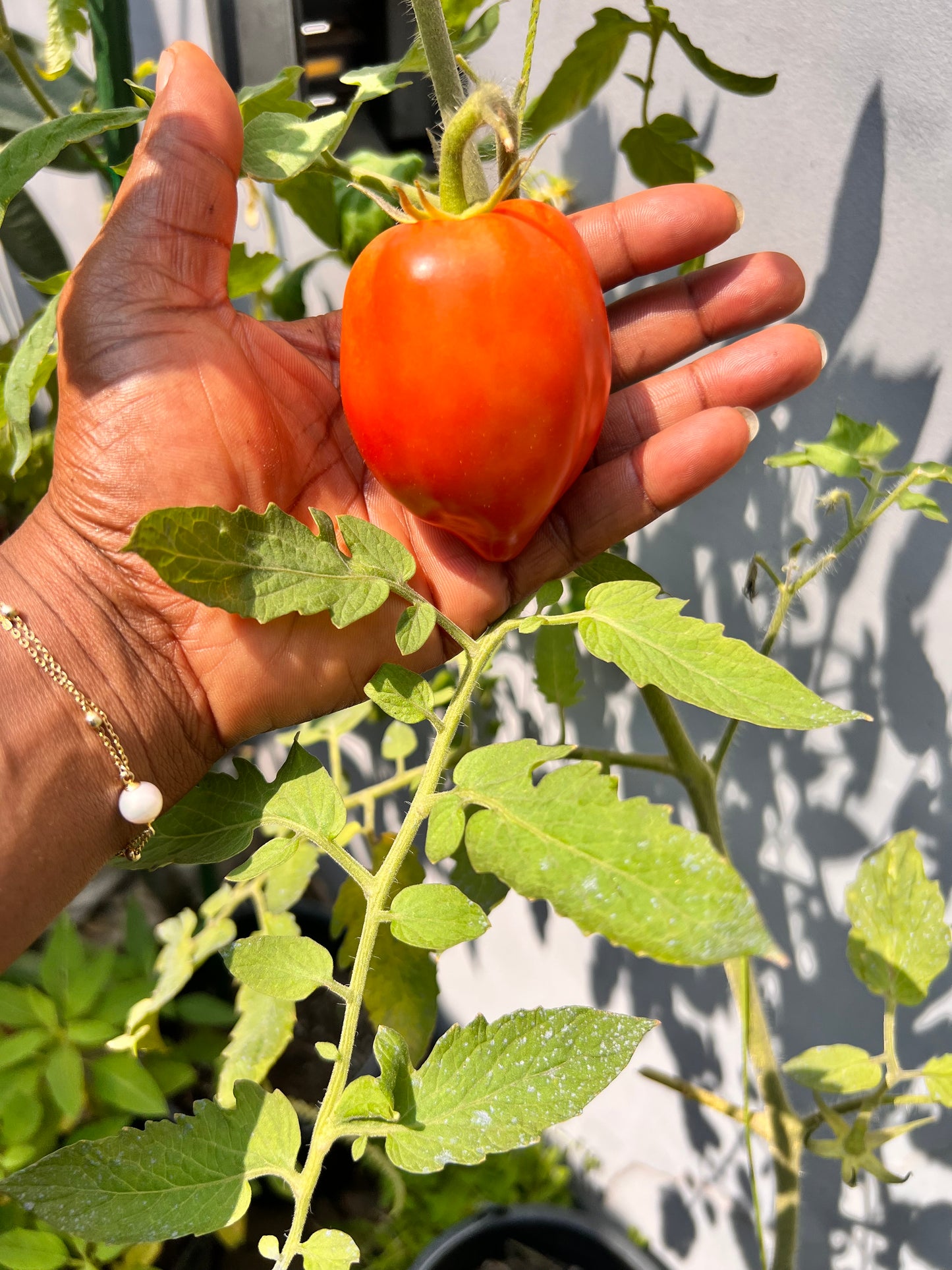 Cobra tomato seeds