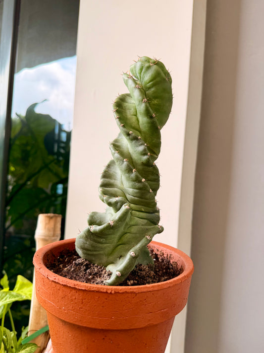 Spiral Cactus (Cereus forbesii 'Spiralis')