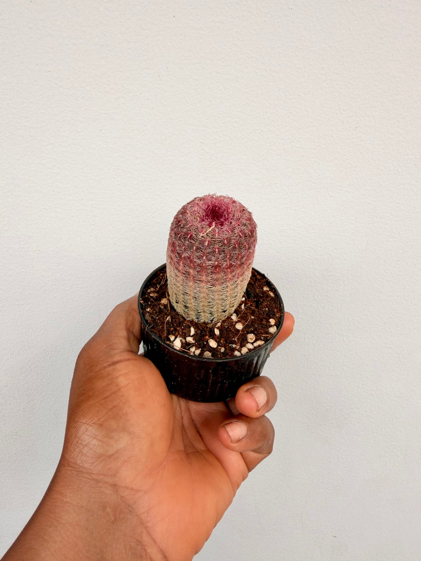 Echinocereus rigidissimus(Rainbow Cactus)