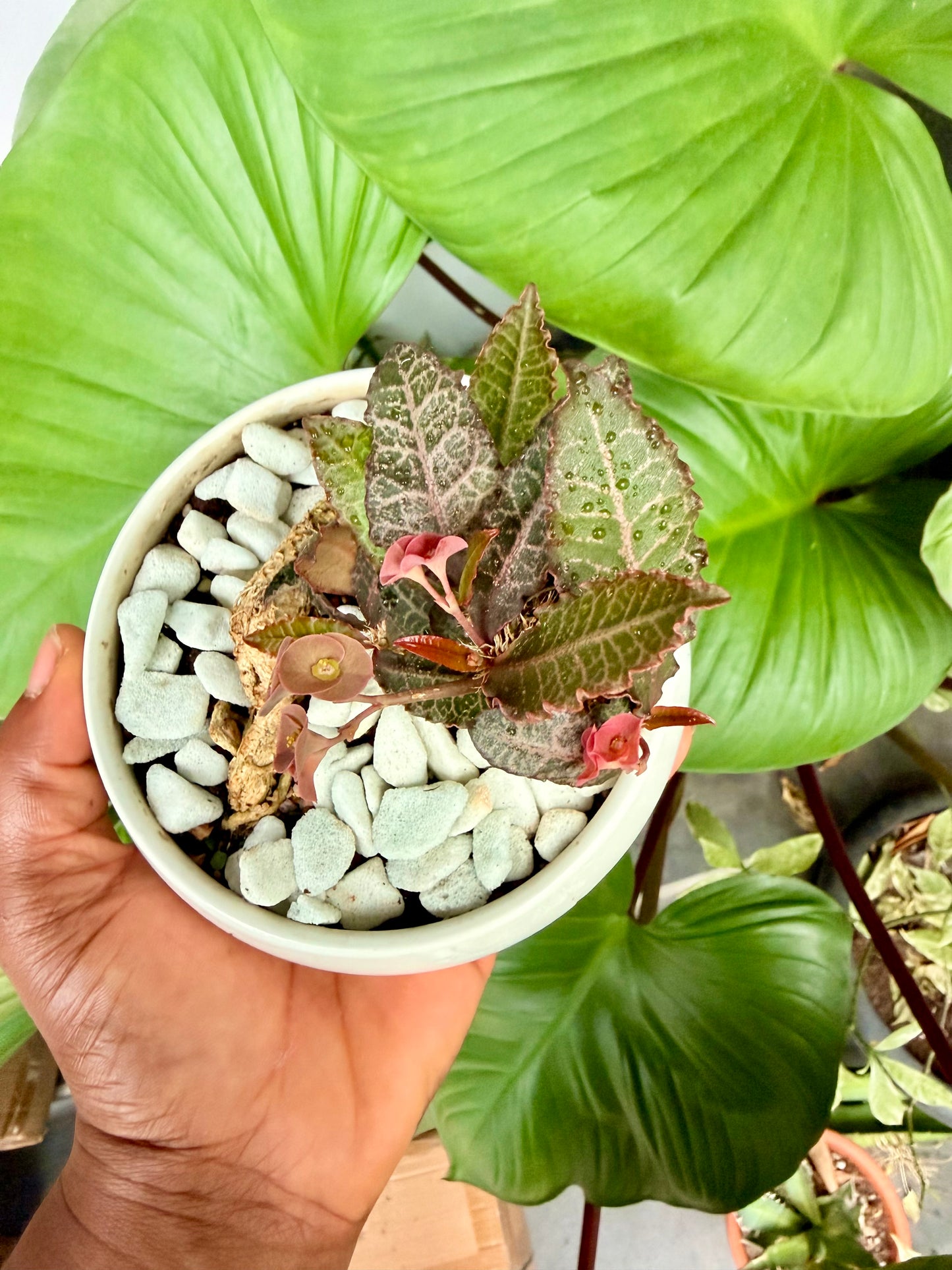 Euphorbia Francoisii