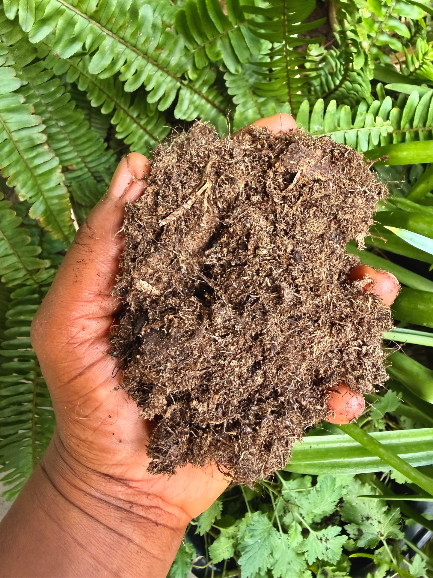 Peat moss