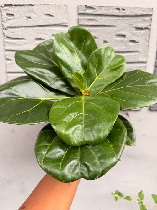Ficus lyrata 'Bambino'