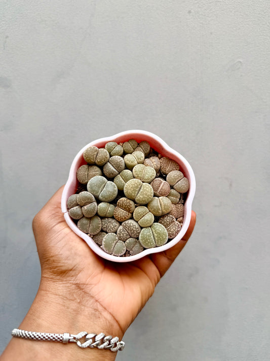 Lithops(Living stones)