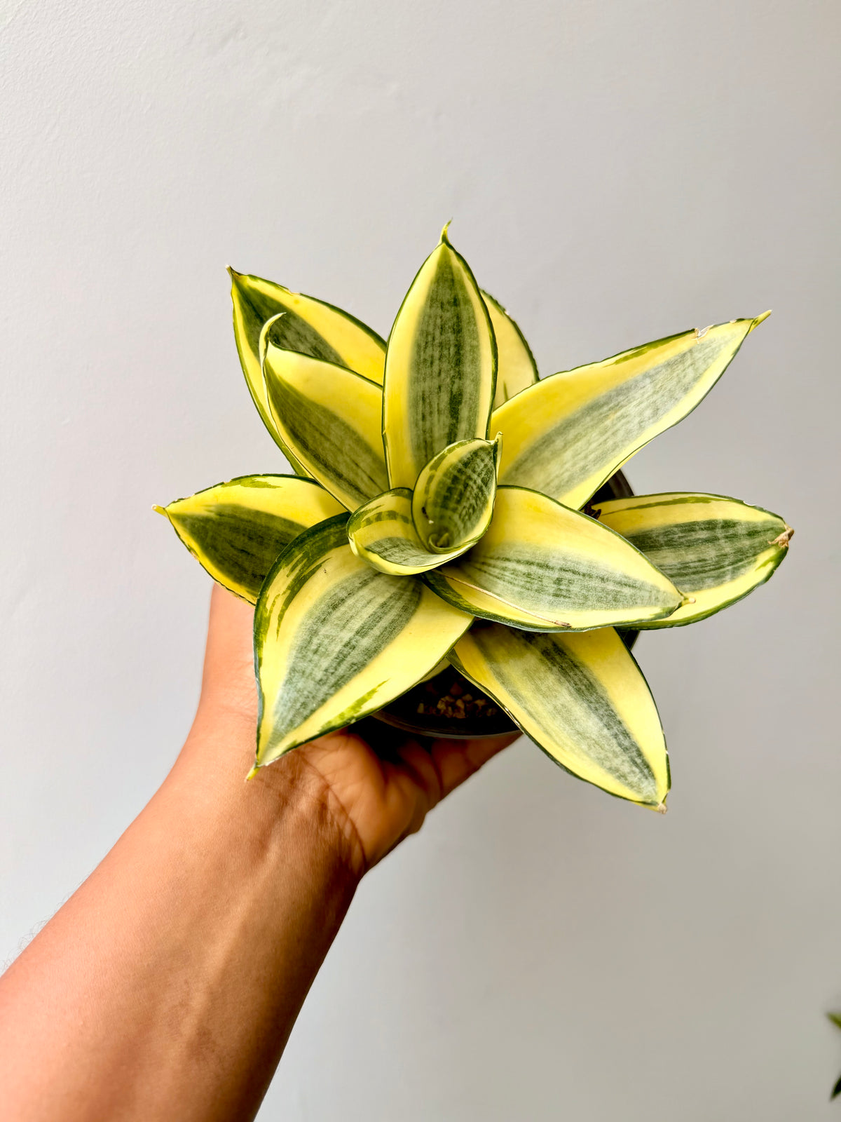 Sansevieria Trifasciata ‘Golden Hahnii’