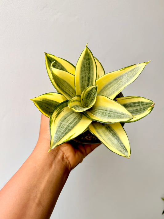 Sansevieria Trifasciata ‘Golden Hahnii’