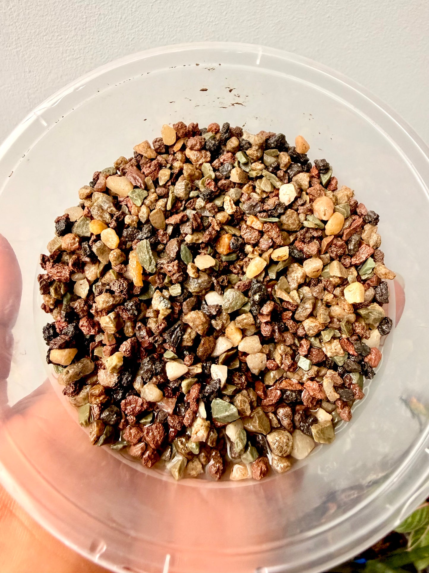 Cacti grit