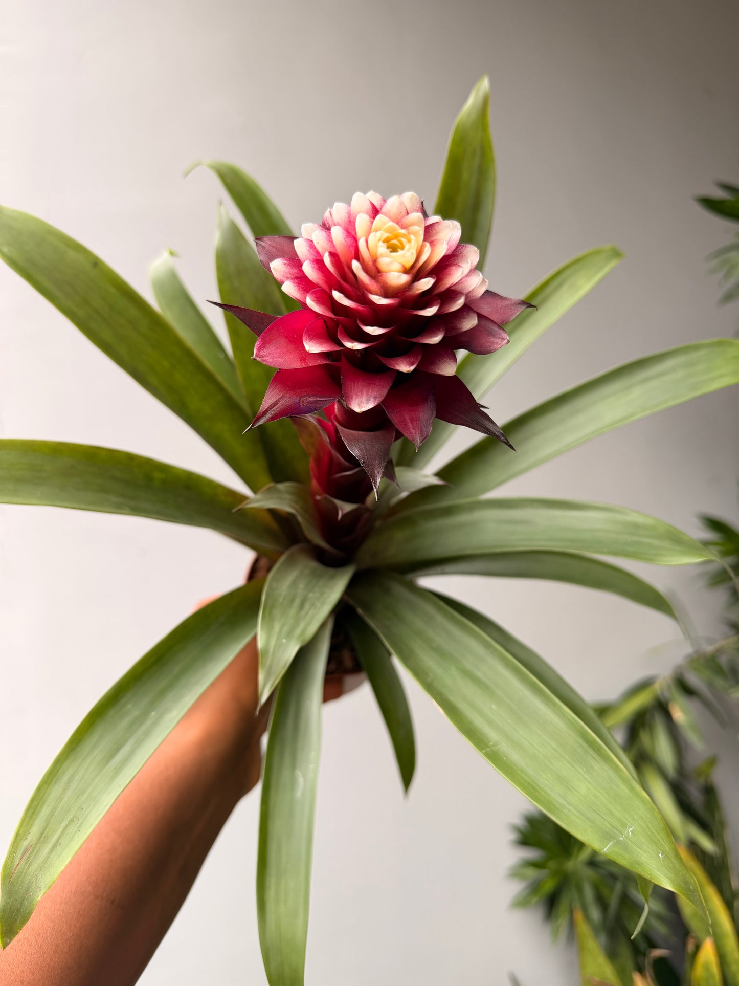Guzmania Purple