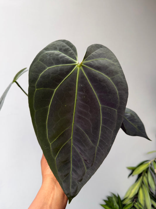 Anthurium AOS x Carlablackiae