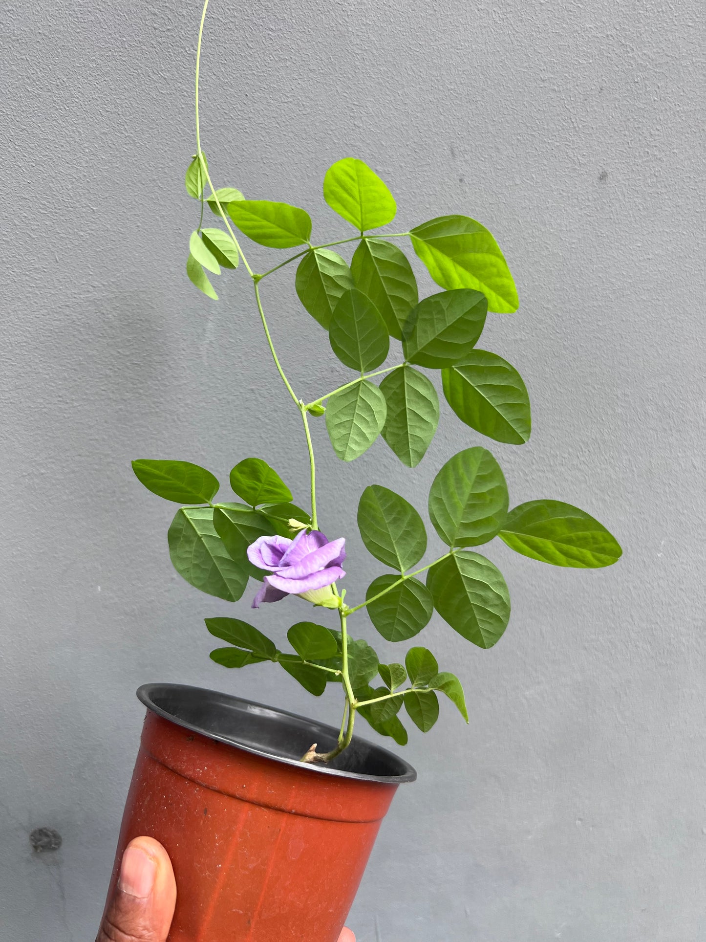 Butterfly Pea Seedling