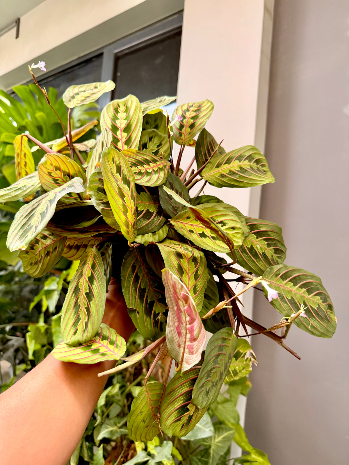 Maranta