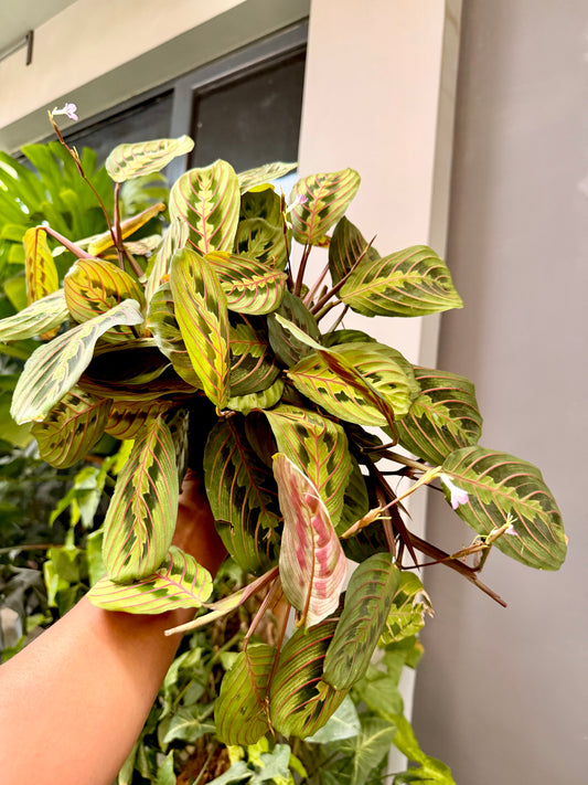 Maranta