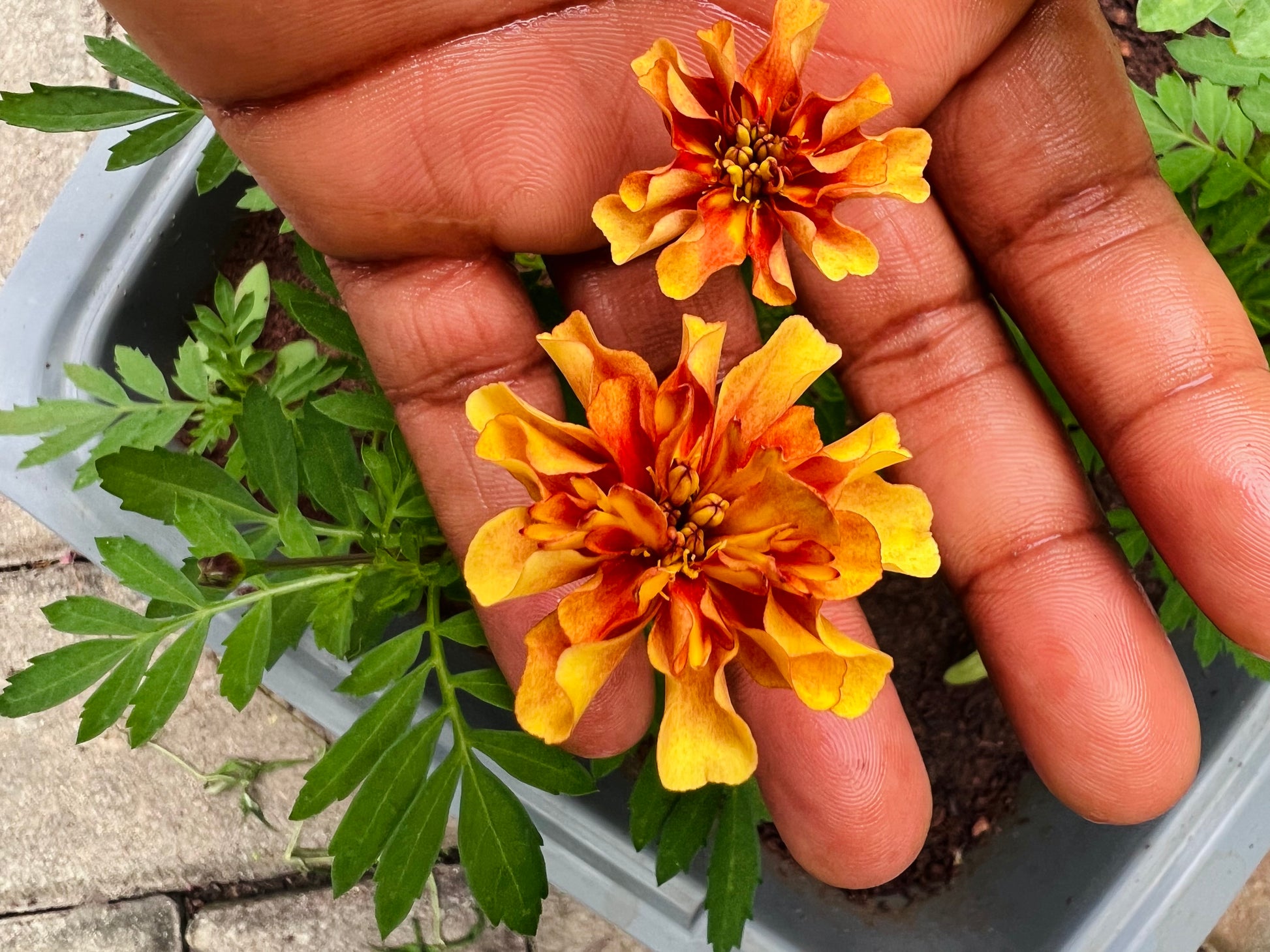 strawberry blonde marigold seeds Marigold Seedling(strawberry blonde) – Eudana Farms