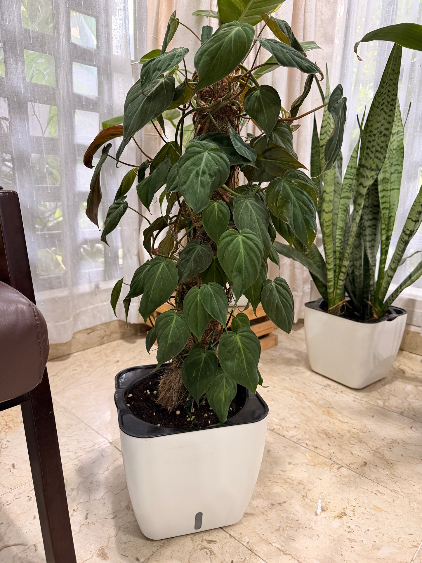 Potted Philodendron Micans