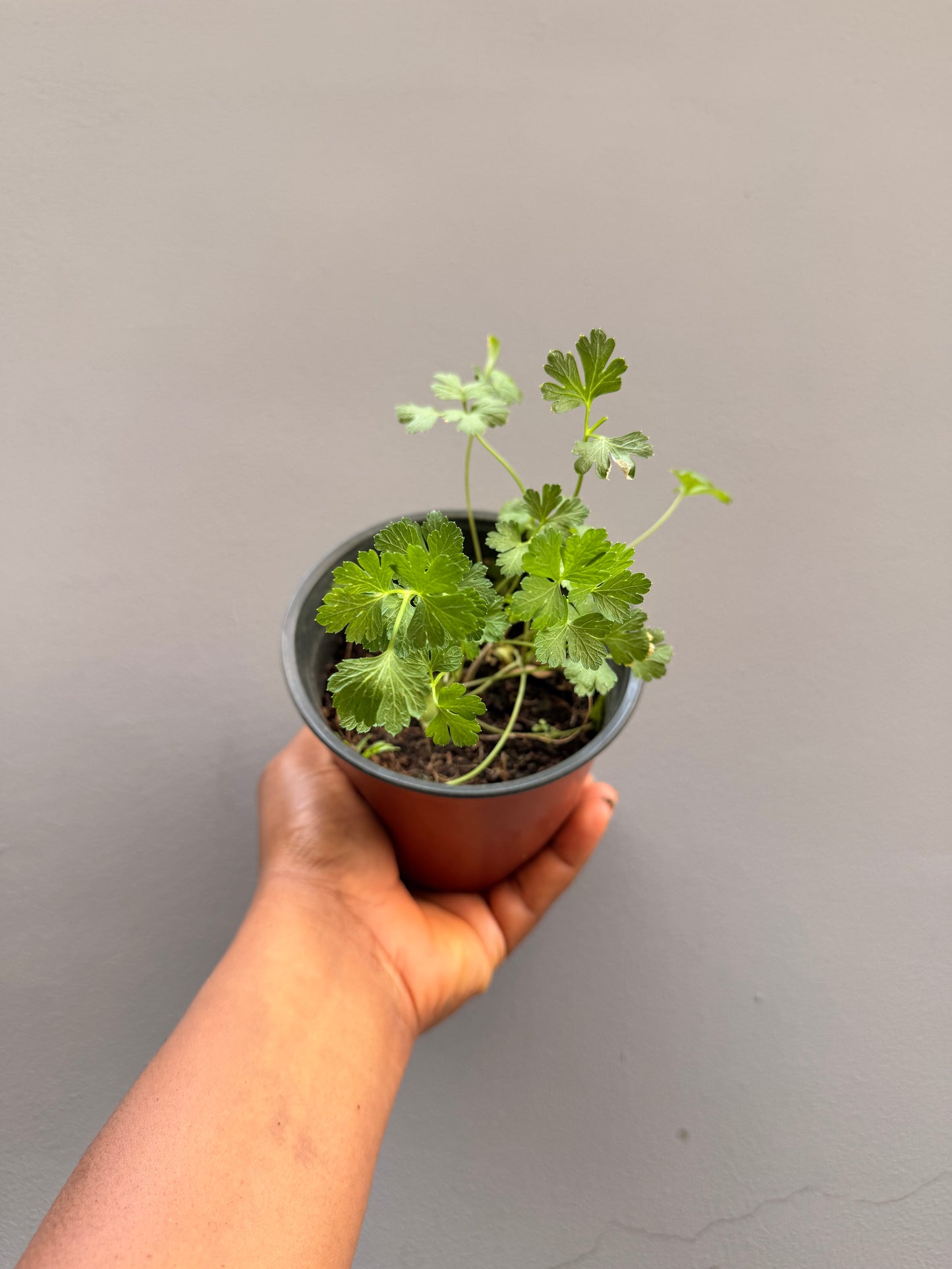 Parsley