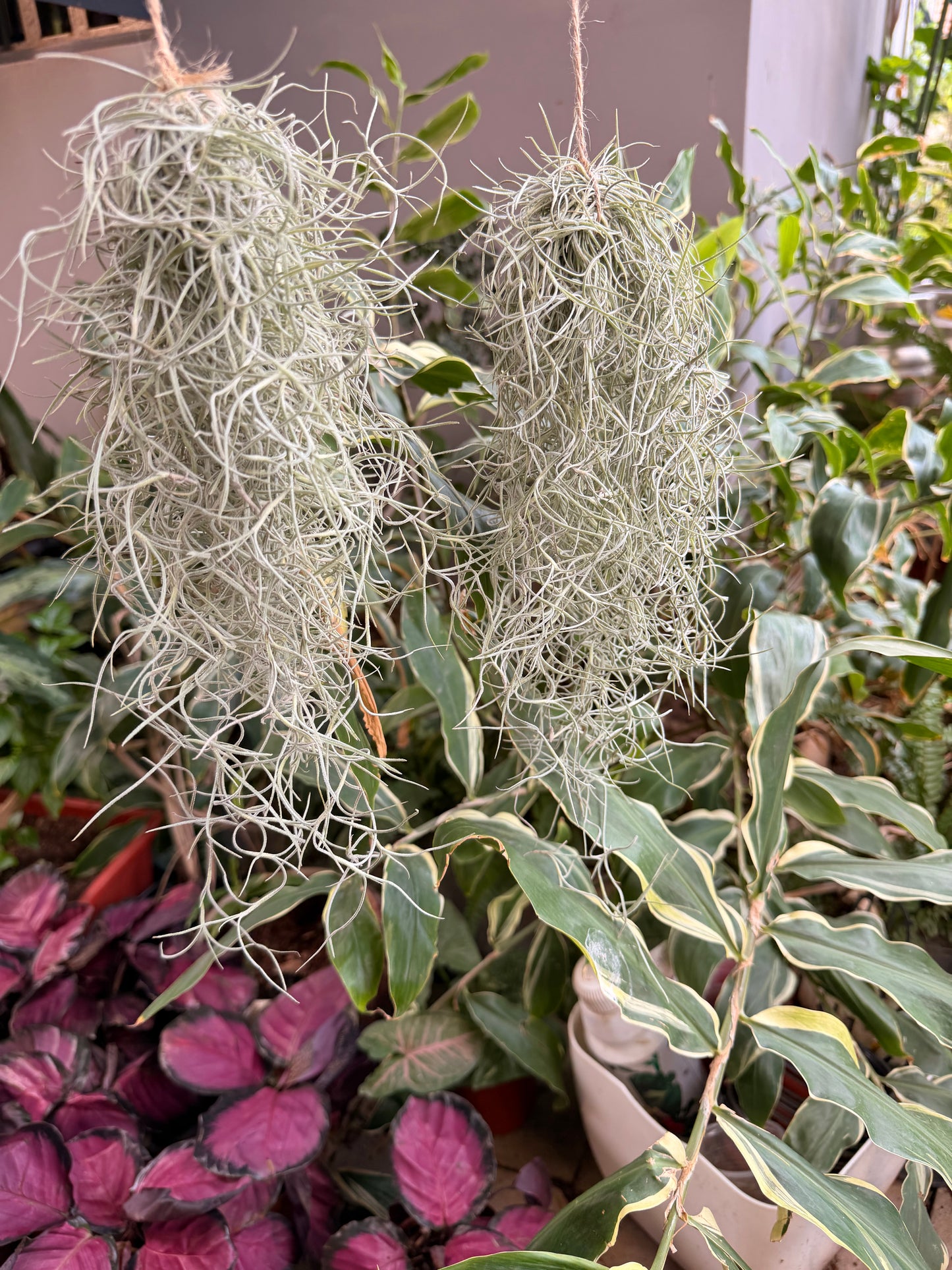 Tillandsia usneoides(Spanish Moss)