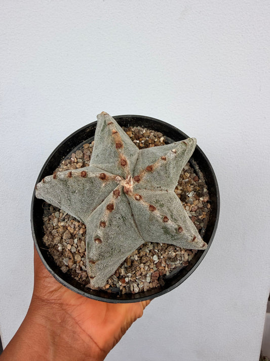 Astrophytum myriostigma( Bishop's cap cactus)