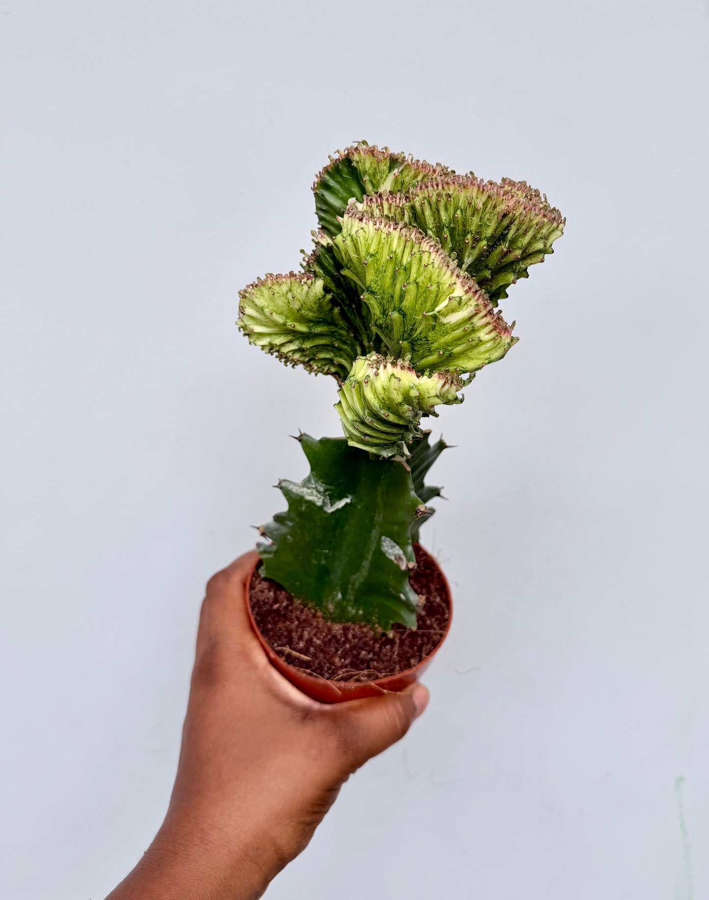 Euphorbia lactea cristata