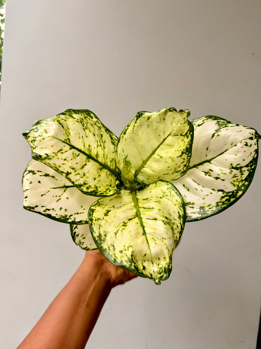 Aglaonema White beauty