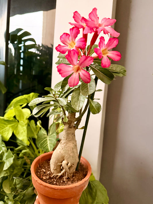 Desert rose(Pink Single bloom)