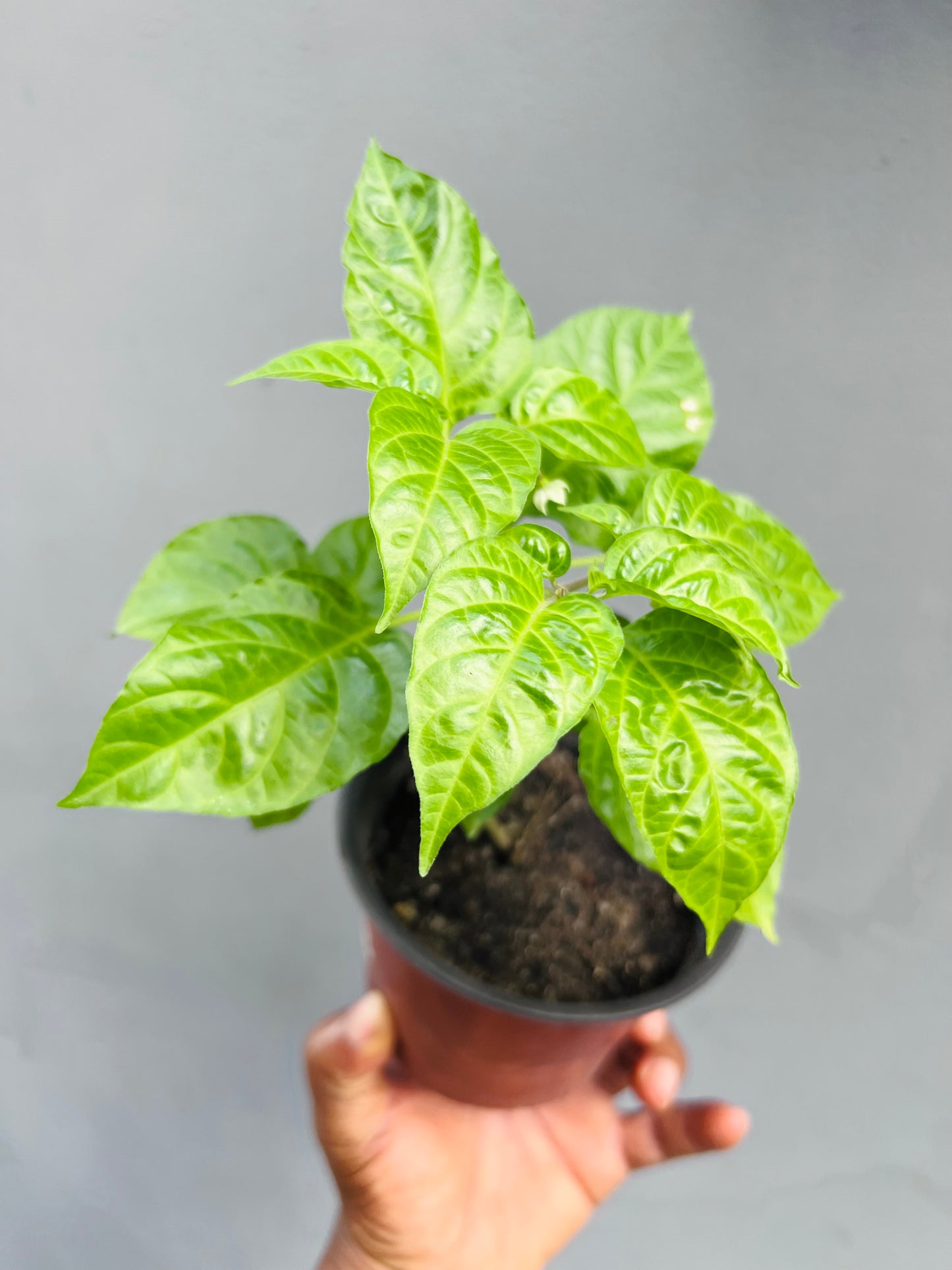 Aji Cachucha(Dulce) Seedling