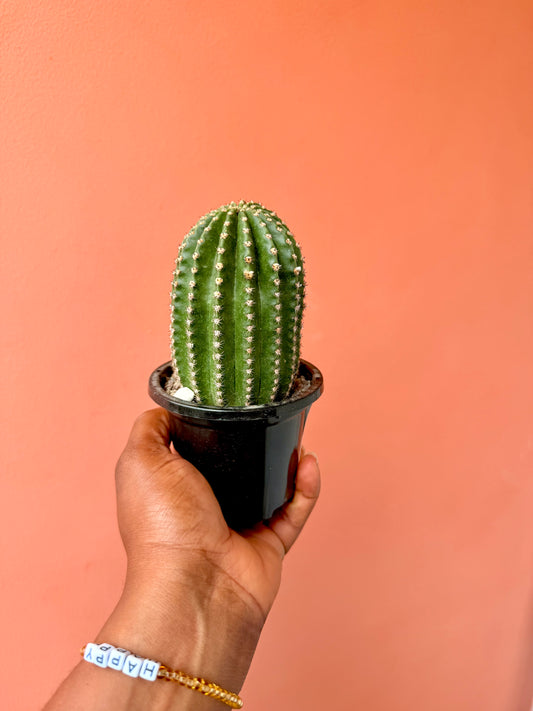 Echinopsis