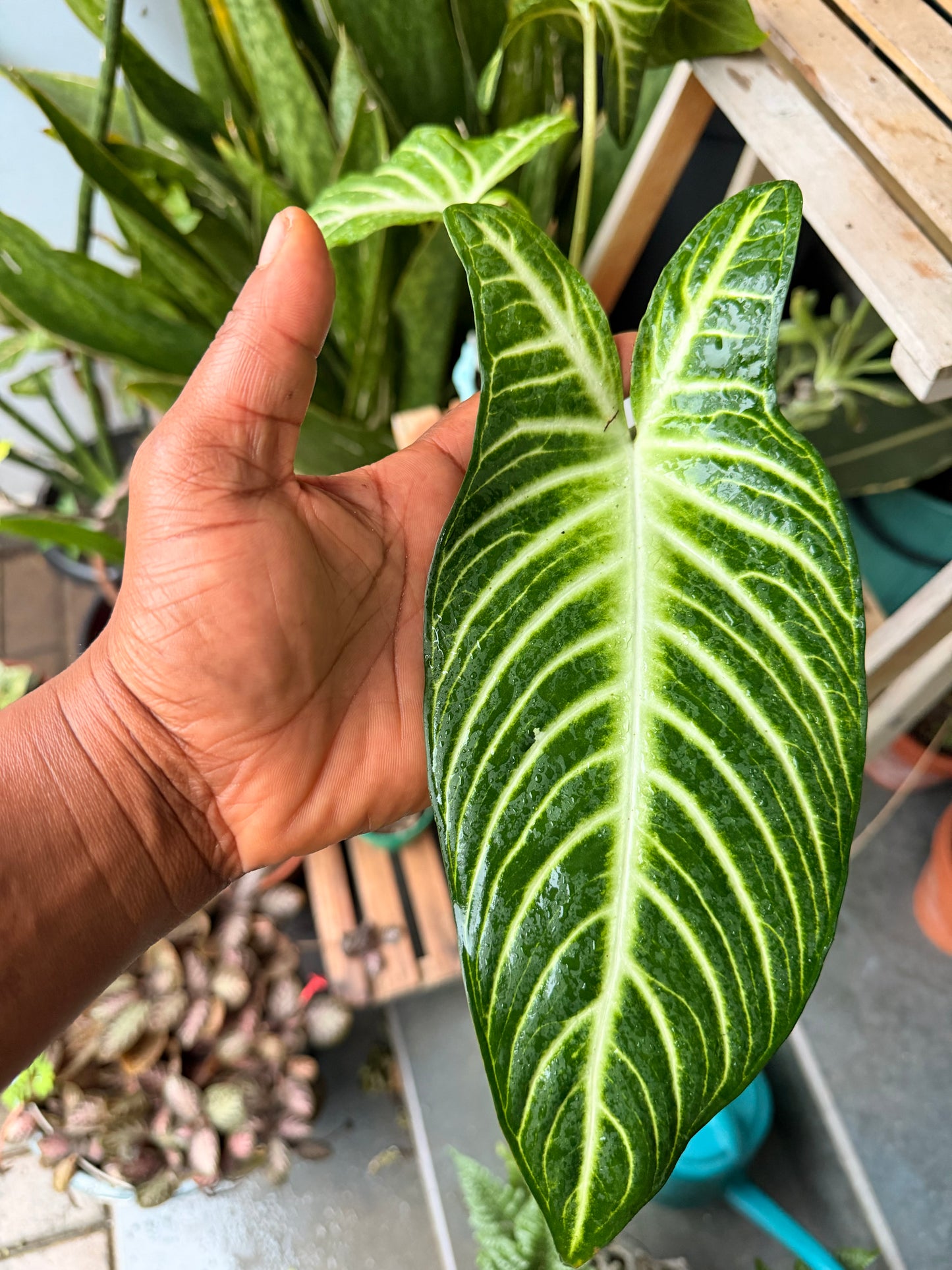 Caladium lindenii (Xanthosoma lindenii)