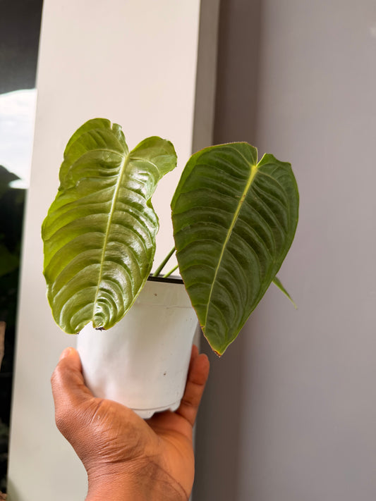 Anthurium veitchii "King Anthurium"